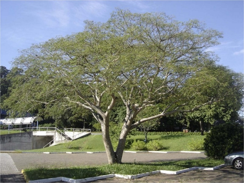 Enterolobium contortisiliquum